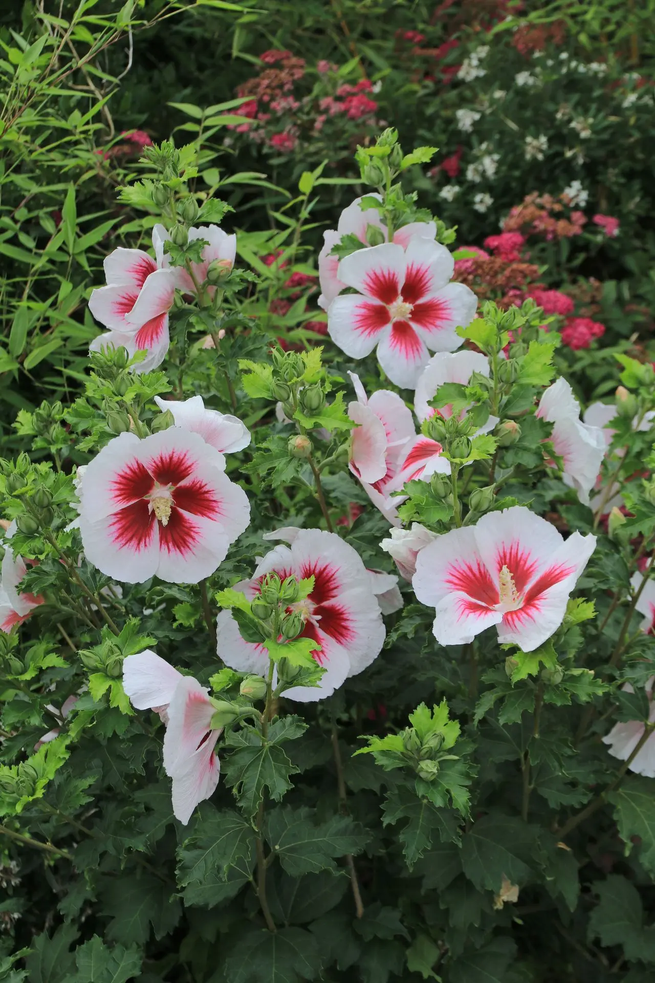 Graines D'hibiscus Géant Blanc - Lot De 10 Graines - Fleurs Estivales Jusqu'à 2 Mètres